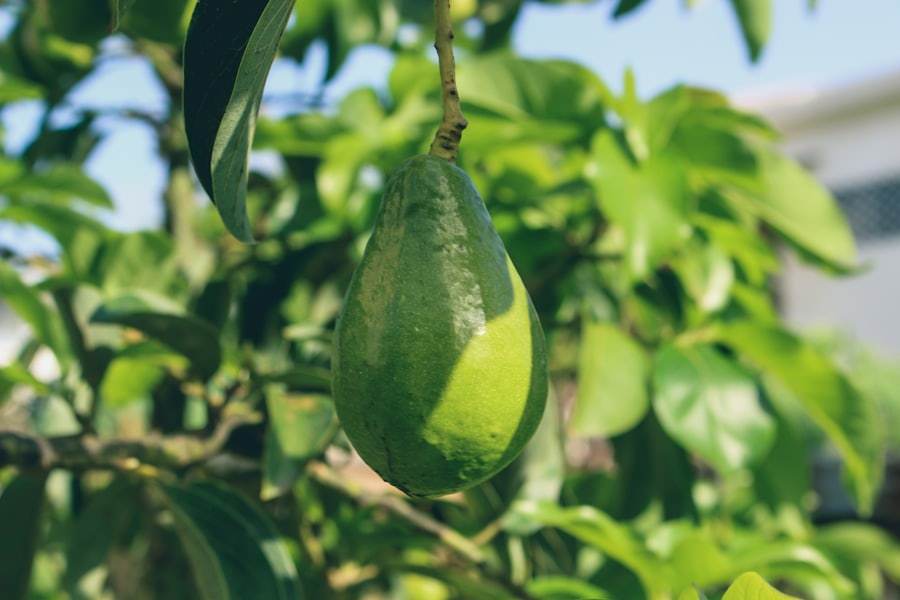Aguacate de Terra Avocado Capital