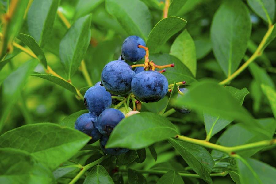 Berries de Terra Berries Capital